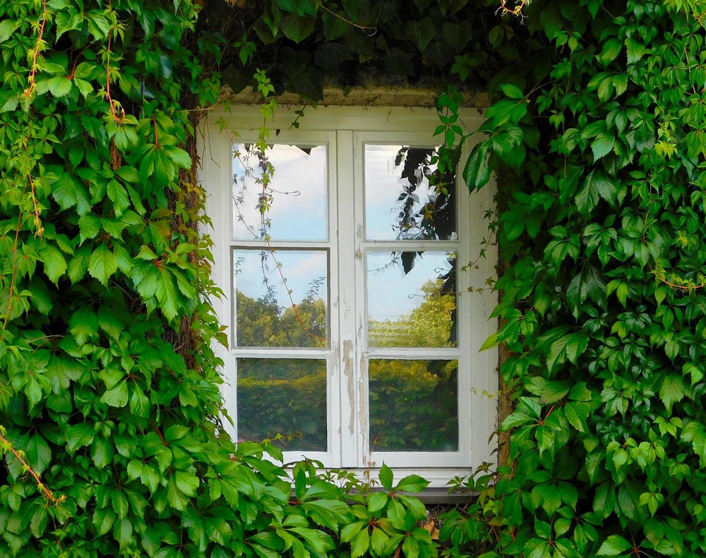 Window with ivy